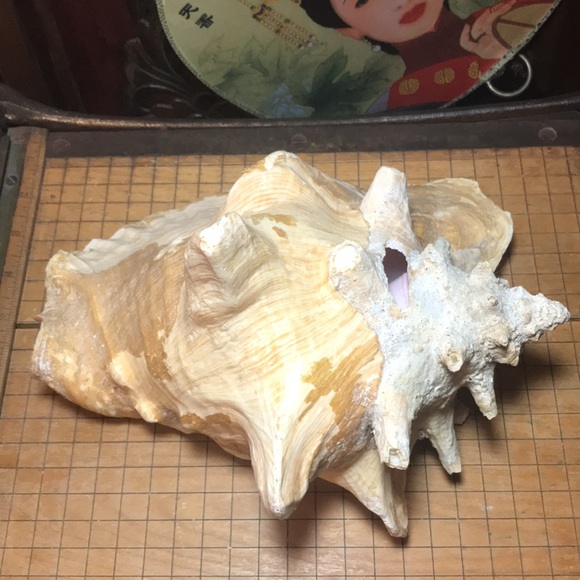 Extra Large Conch Shell Slit Harvest Hole Rustic Surface 9.5”Lx8.25”Wx5.75”H - Picture 6 of 12